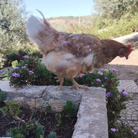 Ronnavona Casa Vacanze B&B 嘉拉蒙提·古非 外观 照片